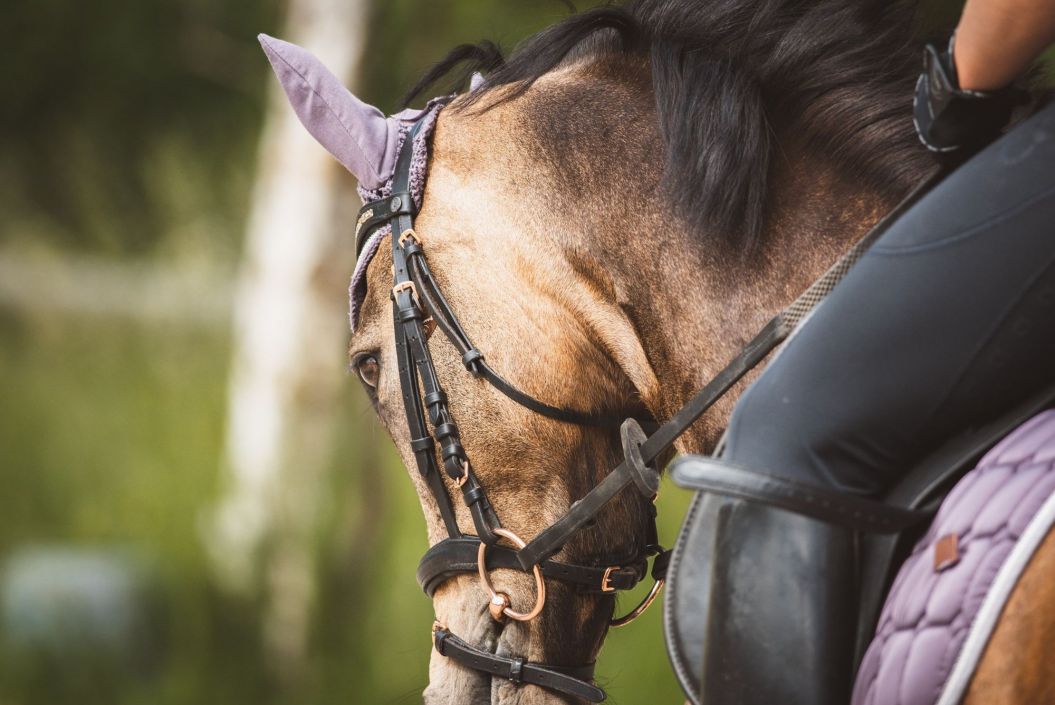 La Cité du Cheval sous les projecteurs
