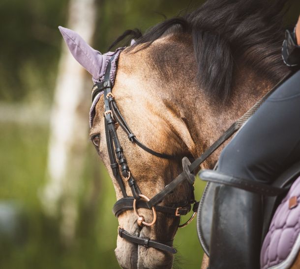 La Cité du Cheval sous les projecteurs