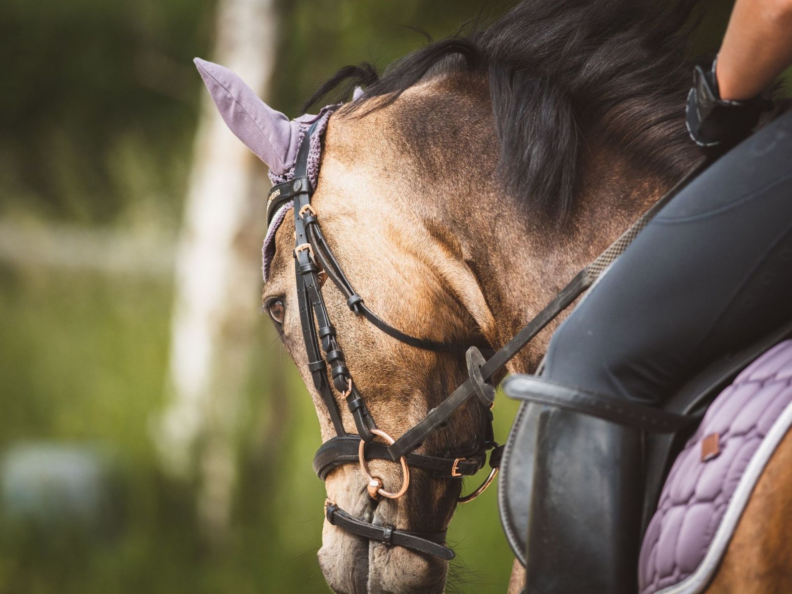 La Cité du Cheval sous les projecteurs