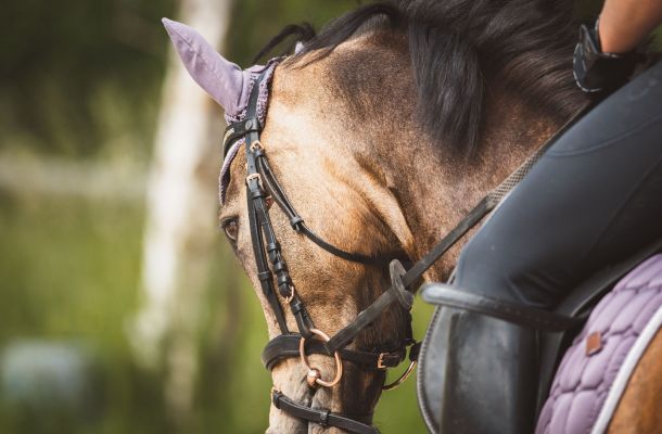 La Cité du Cheval sous les projecteurs